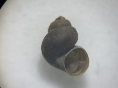 Pyrgulopsis