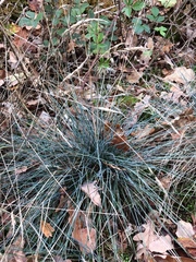 Festuca pallens