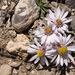 Easter Daisy - Photo (c) Patrick Alexander, some rights reserved (CC BY-NC-ND)