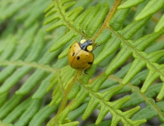 Neda aequatoriana