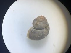 Pyrgulopsis