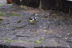 Motacilla flaviventris