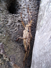 Ancistrocercus circumdatus