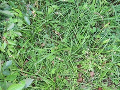 Chlorophytum saundersiae