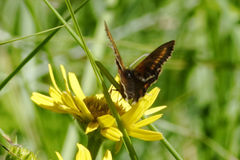 Erebia pharte