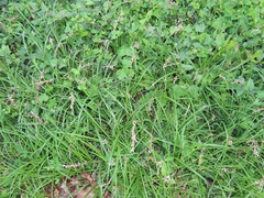 Chlorophytum saundersiae