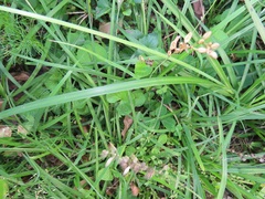 Chlorophytum saundersiae