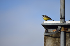 Motacilla flaviventris