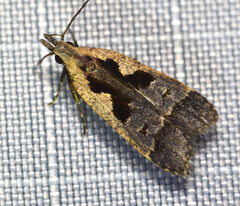 Dichomeris setosella