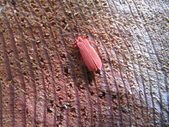 Dictyoptera simplicipes