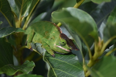 Furcifer willsii
