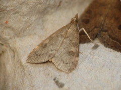 Udea prunalis