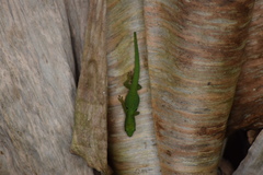 Phelsuma quadriocellata