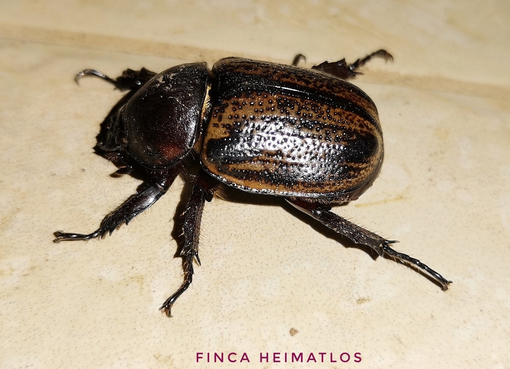 Brachysiderus quadrimaculatus