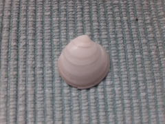 Dosinia lupinus