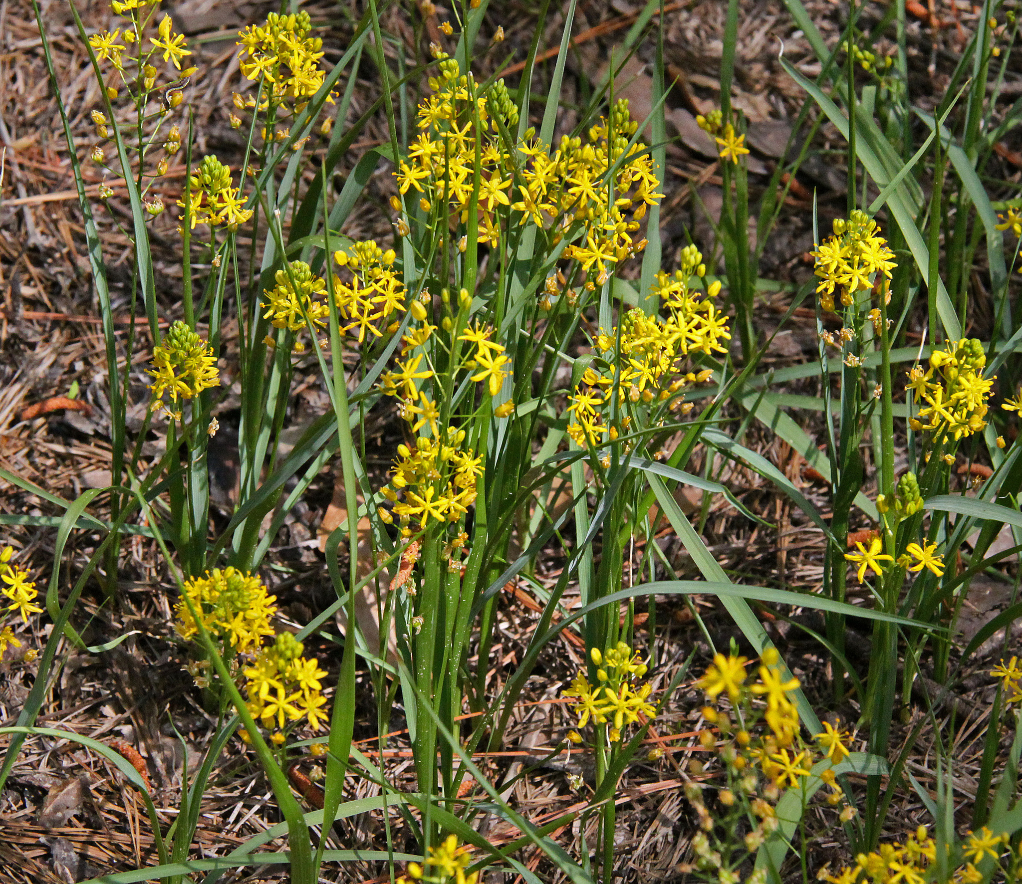Schoenolirion