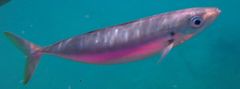 Decapterus