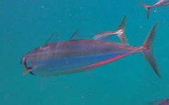Decapterus