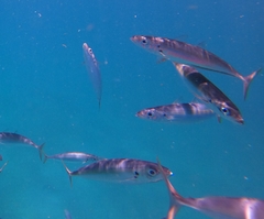 Decapterus