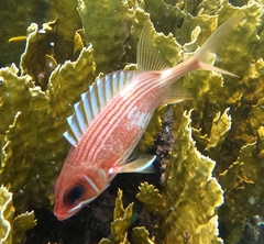 Longspine Squirrelfish photo 4