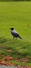 Corvus cornix
