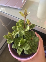 Peperomia tetragona