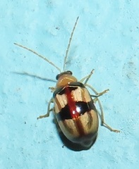 Monolepta vinosa