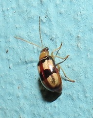 Monolepta vinosa