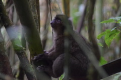 Prolemur simus