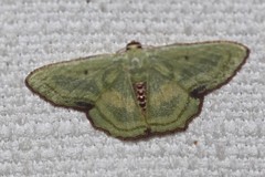 Metallochlora lineata