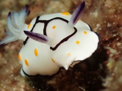 Goniobranchus annulatus