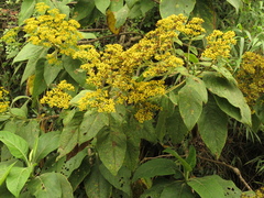 Verbesina crassiramea