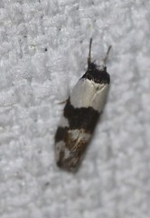 Zonopetala decisana