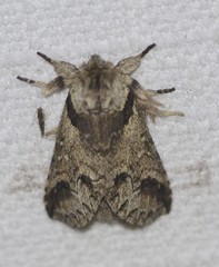 Antithemerastis acrobela