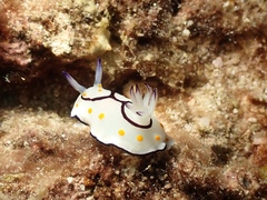 Goniobranchus annulatus