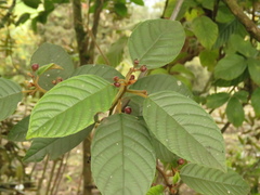 Frangula sphaerosperma