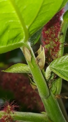 Enchenopa squamigera