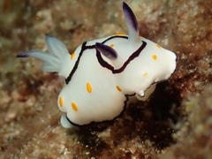 Goniobranchus annulatus