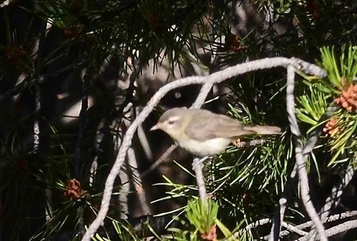 iNaturalist observation photo of Western Warbling Vireo