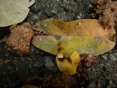 Mitostoma chrysomelas