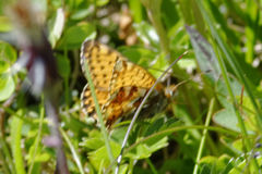 Boloria pales