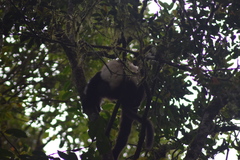 Propithecus edwardsi