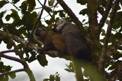 Eulemur rufifrons