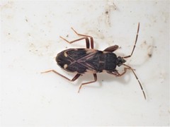 Eremocoris podagricus