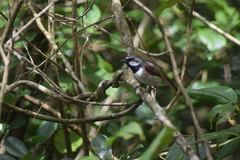 Calicalicus madagascariensis