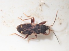 Eremocoris podagricus