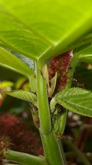 Enchenopa squamigera