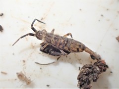 Orchesella villosa