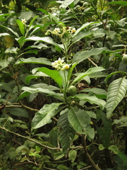 Solanum oblongifolium