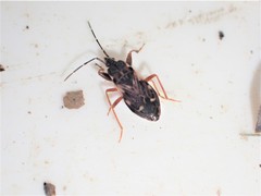 Eremocoris podagricus